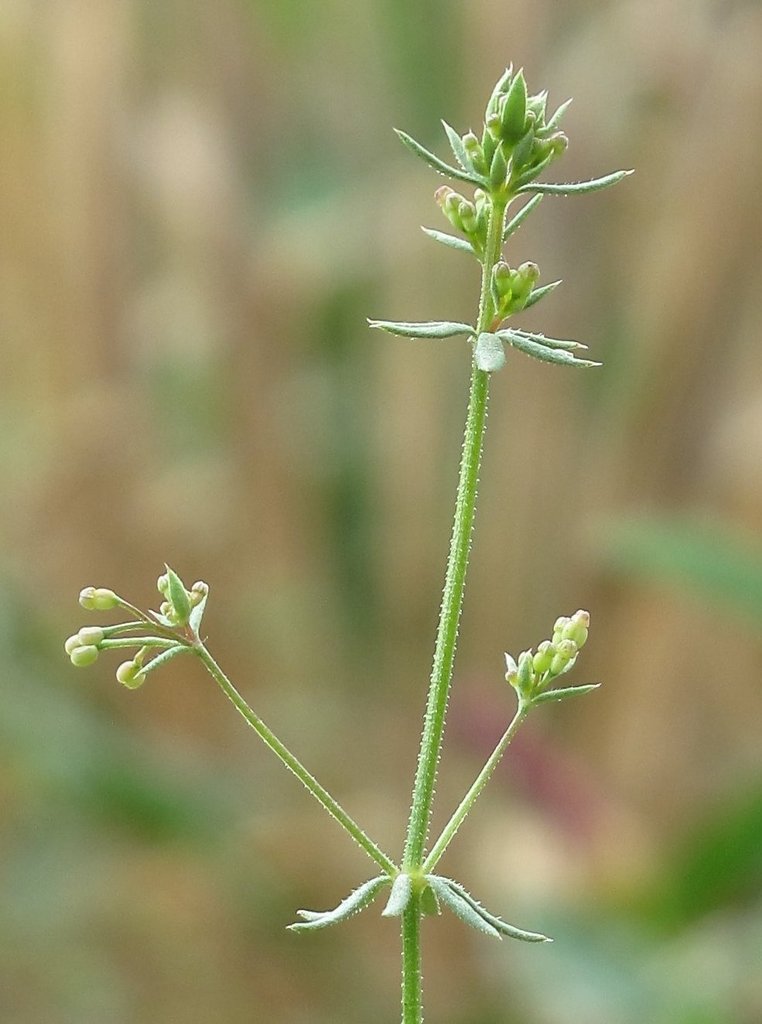 Galium parisiense